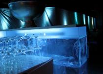 Eisbar in Hamburg